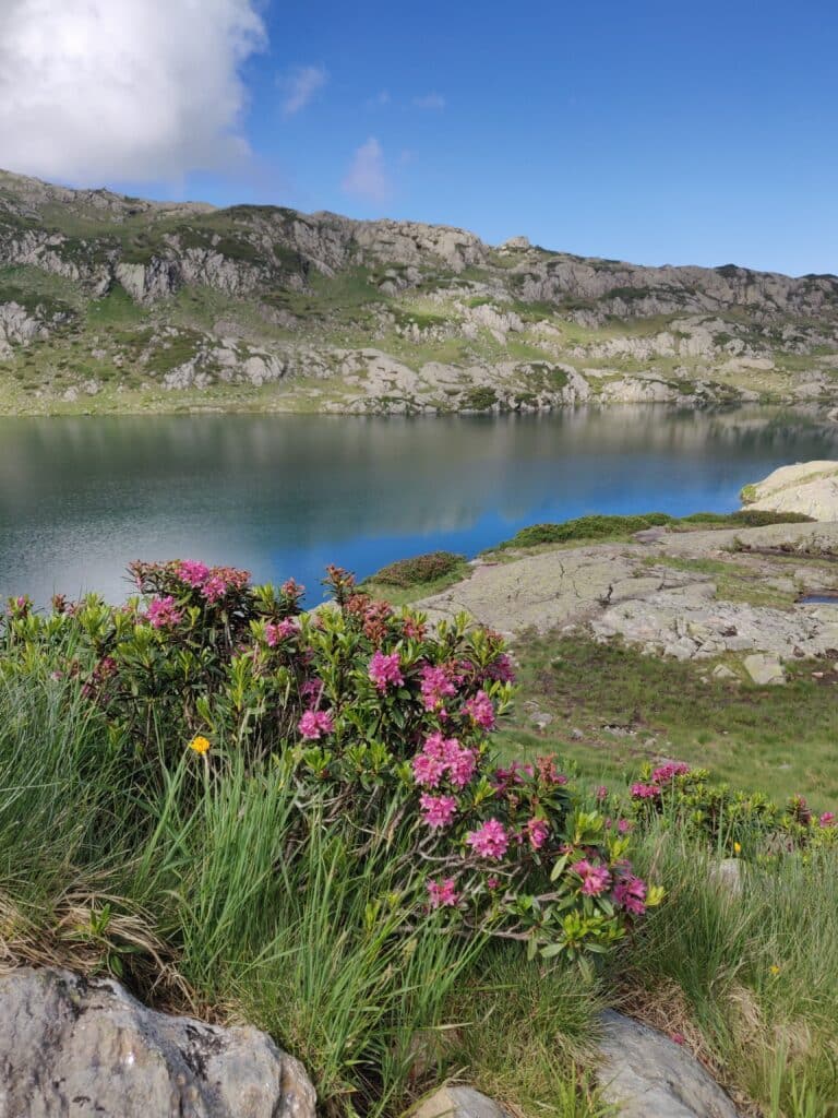 Nelson Lakes - Wild Flowers - Solo Hiking