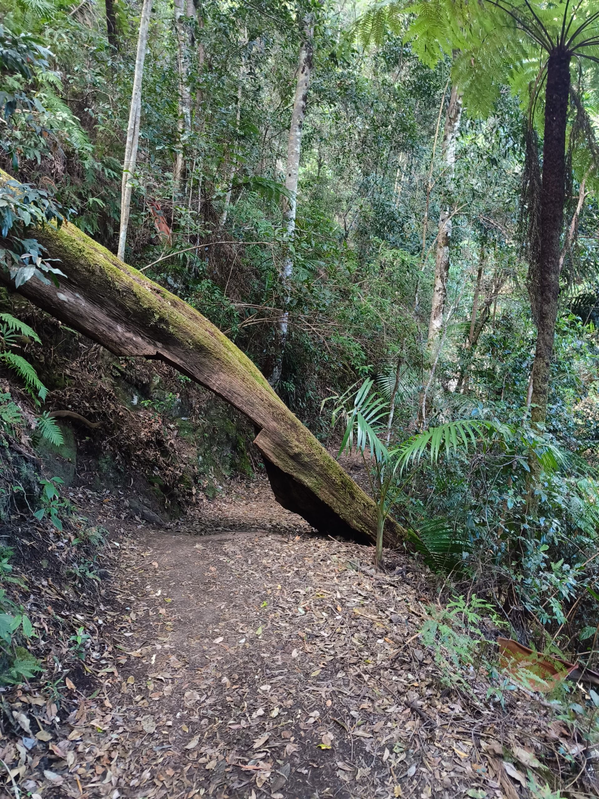 Purlingbrook Falls Walk - Gold Coast Hiking
